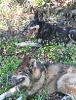 Captain & his bestfriend, Bodhi (Meowsugar's son) while hiking Bear Peak in Boulder, Colorado.  Captain  sadly passed last year,